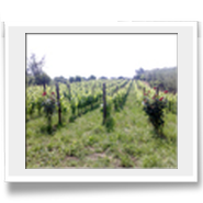 Vigneti di Falerno del Massico dell'Azienda Vitivinicola Paonessa