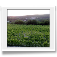 Vigneti di Falerno del Massico dell'Azienda Vitivinicola Paonessa